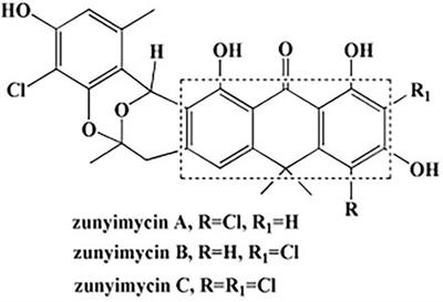 Zunyimycin C enhances immunity and improves cognitive impairment and its mechanism